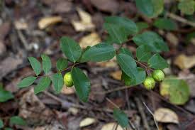 Image result for Synaptolepis