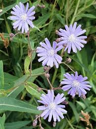 Image result for Lactuca lasiorhiza