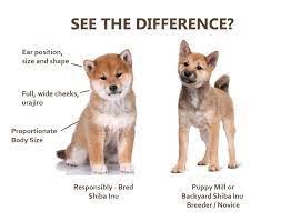 In the last 24 hours shib price is up 2.02 %. How Much Do Shiba Inu Puppies Cost My First Shiba Inu