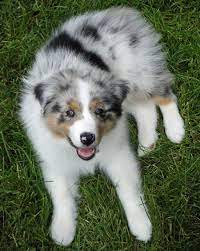 Aussies are confident and lively; The Daily Puppies Des Trois Derniers Jours Australian Shepherd Aussie Puppies Australian Shepherd Dogs