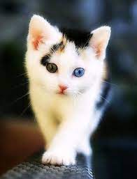Menakjubkan 17 Gambar Gambar Kucing Lucu Wallpaper Kucing Lucu For Android Apk Download Lukisan Diamond 5d Gambar Gambar Kucing Lucu Kucing Foto Kucing Lucu