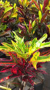 Image result for Croton
