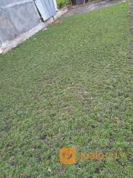 Untuk jenis rumput gajah mini varigata yang dimaksud adalah perbedaan yang warna putih pada helai daun dari warna asli tanaman tersebut untuk lebih jauh tentang perbedaan rumput gajah mini dan rumput gajah mini varigata. Rumput Gajah Mini Varigata Dan Jepang Pekanbaru Jualo