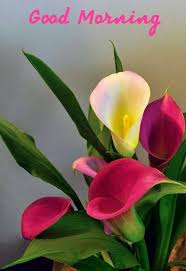 Pin By Bali Kamal On Good Morning Wishes And Quotes Beautiful Flowers Amazing Flowers Calla Lily