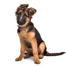Meet ginger, cute, adorable, sweet, part english cutie. How Much Does A German Shepherd Cost Prices Puppy Expenses