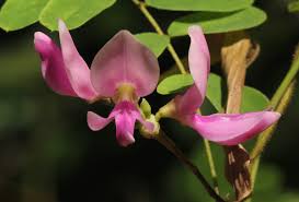 Image result for Abrus fruticulosus