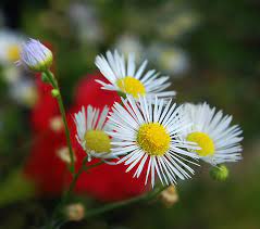 Piccoli fiori campo di margherite frasi sui giardini illustrazioni di vegetali margherite fiori semplici bellissimi fiori sfondi per telefono girasole fotografia. Fiori Di Campo In Terrazza Foto Immagini Piante Fiori E Funghi Natura Foto Su Fotocommunity