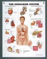 Nasco Peter Bachin Anatomical Chart Series Endocrine System