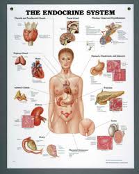 nasco peter bachin anatomical chart series endocrine system