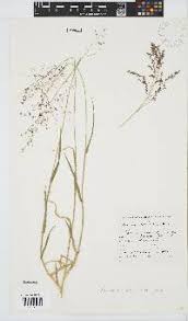 Image result for Panicum pilgerianum