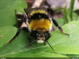 Image result for Bombus semenoviellus