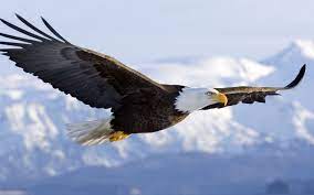 Alaska bald eagle attacking a fish. Bald Eagle Wallpapers Flight Monica De Miranda