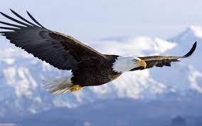 If you are looking for photos of a specific aircraft type, use this menu. Bald Eagle Wallpapers Flight Monica De Miranda