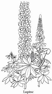 In addition, all pages are also provided with no written content. Coloring Pages Of Lavender Flowers Fresh Legend Of The Bluebonnet Coloring Page Roamandfit Colori Flower Coloring Pages Flower Line Drawings Coloring Pages