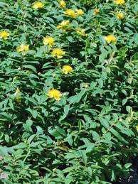 Image result for Hypericum