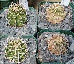 We provide tools, appliances, outdoor furniture, building materials to san marcos, ca residents. Acidic Solutions Adjusting Water S Ph Improves Plant Growth