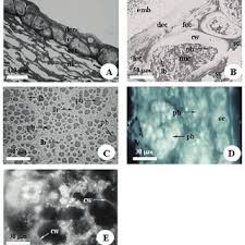 Image result for Centrolobium robustum