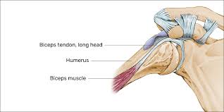 Tutorials on the shoulder muscles (e.g rotator cuff muscles: Mouse Shoulder A Painful Overuse Injury For Pc Gamers Esports Healthcare
