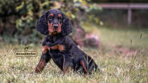 Check spelling or type a new query. Greenbriar Gun Dogs Gordon Setter Puppies For Sale Alvarado Texas
