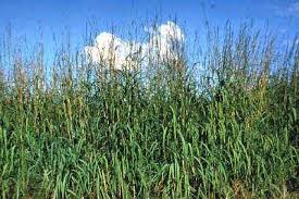 Image result for Andropogon gayanus