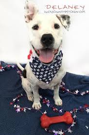 Pit crew sacramento is made up of a small group of dedicated and experienced pit bull/bully breed owners and advocates. Lucas County Pit Crew Kong Toy Grant Report Petfinder Foundation