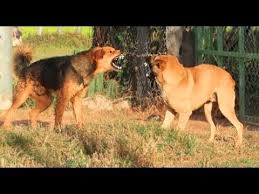 Dog Street Fighting Street Dog Battle 3 Street Dogs Street Fights Dogs