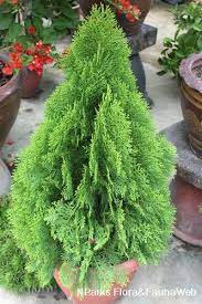 Image result for Platycladus orientalis