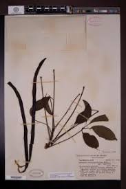 Image result for Cybistax antisyphilitica