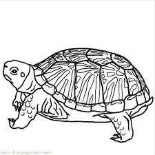 Turtle coloring pages to print. Hard Turtle Coloring Pages Printable Bestappsforkids Com