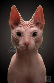 The next generation of yield farming and liquidity mining will be introduced by sphynx network to decentralized finance space. Artstation Sphynx Cat Sculpt Natsumi A K