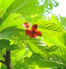 Image result for Sterculia africana