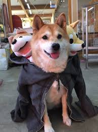 萌柴 地獄三頭犬 可愛到你會怕啊 鍵盤大檸檬 dog costumes shiba inu dog shiba inu