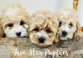 The percentage of users who rated this 3.5 stars or higher. Five Star Puppies Home Facebook