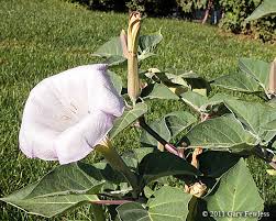 Image result for Datura inoxia