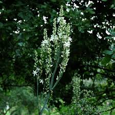 Image result for Chlorophytum macrophyllum