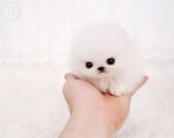 Archive Cute Teacup Pomeranian Puppy Quetta Dogs Baby Animals Cute Animals Cute Baby Animals