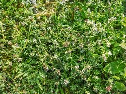 Image result for Corrigiola