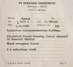 Image result for Lasianthus kilimandscharicus