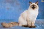 Ragdoll Kittens For Sale by Reputable Breeders | Pets4You