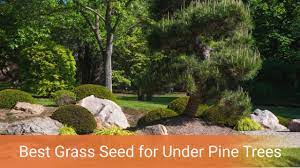 Visit our home garden store for all your growing supplies to make your garden beautiful. Best Grass Seed For Under Pine Trees Top 5 Gardening Adviser Options