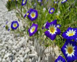 If you have one of your own you'd like to share, send it to us and we'll be happy to include it on our website. Summer Flowers Wallpaper Download To Your Mobile From Phoneky