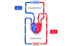 the blood flow in the pulmonary and systemic circuits