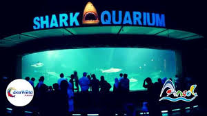 Seaworld Ancol Tiket 8 Atraksi Seru Februari 2021 Travelspromo Berlaku untuk ktp dki dan usia di bawah 9 th belum bisa masuk kawasan ancol ya sahabat! seaworld ancol tiket 8 atraksi seru