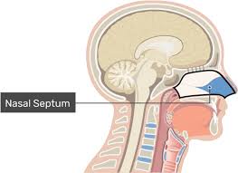 Two unbreakable plastic models on one hardwood base depict the nose and nasal passages enlarged to four times their normal size. Download Midsagittal View Of The Nasal Cavity Labeled Nose And Nasal Cavity Full Size Png Image Pngkit