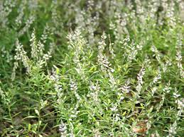 Image result for Polygala nematophylla