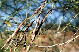 Image result for Parkinsonia aculeata