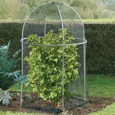 Roman fruit cage, in matt black, from agriframes, making a statement in your garden as well as offering the perfect protection for dwarf. 7 Tree Cages Ideas Fruit Cage Cage Garden Arch