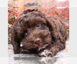 Find Puppies For Sale Dogs For Sale Dogs For Adoption Dog Breeders And Dog Rescue Organizations Cockapoo Puppies Sproodle Puppies Cockapoo Dog