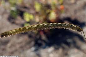 Image result for Ctenium