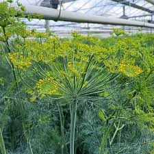 Image result for Anethum